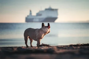 Dog watching a ferry from the Croatian coast while traveling with pets