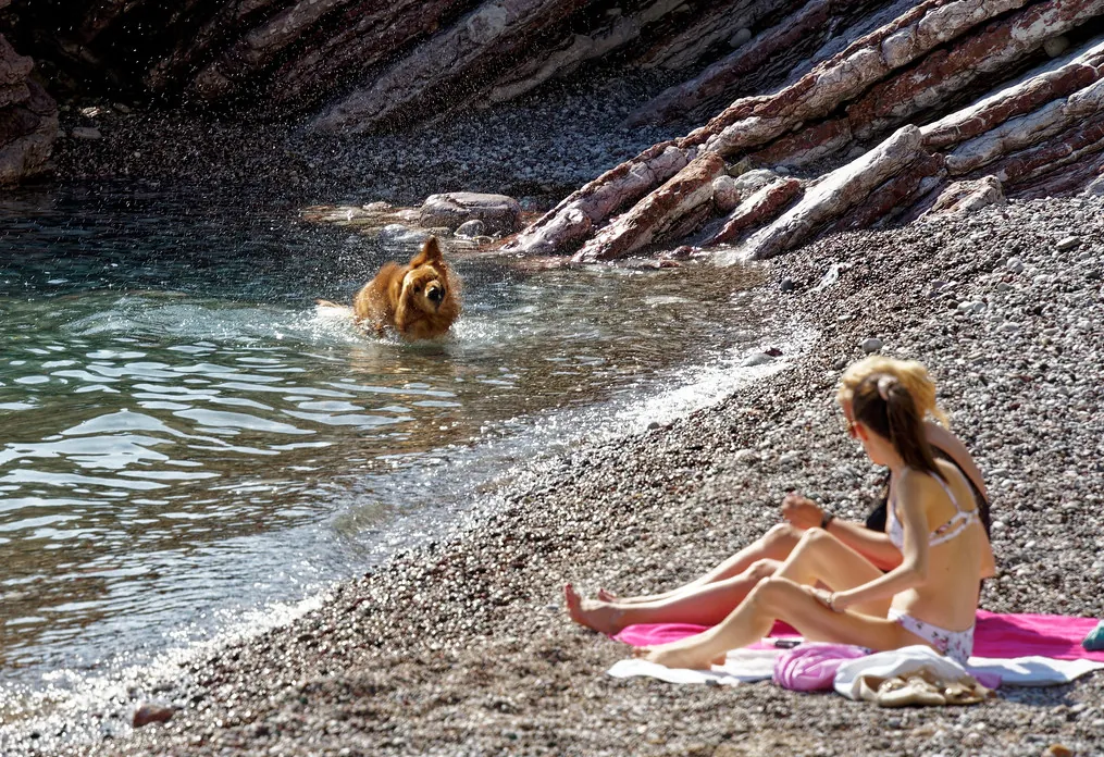 dog-swimming-croatian-beach-local-life Dog swimming near a quiet Croatian beach while locals relax by the sea