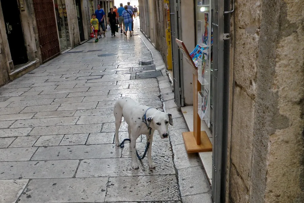 dog-walking-old-town-croatia Dog standing calmly in a narrow stone street of a Croatian old town