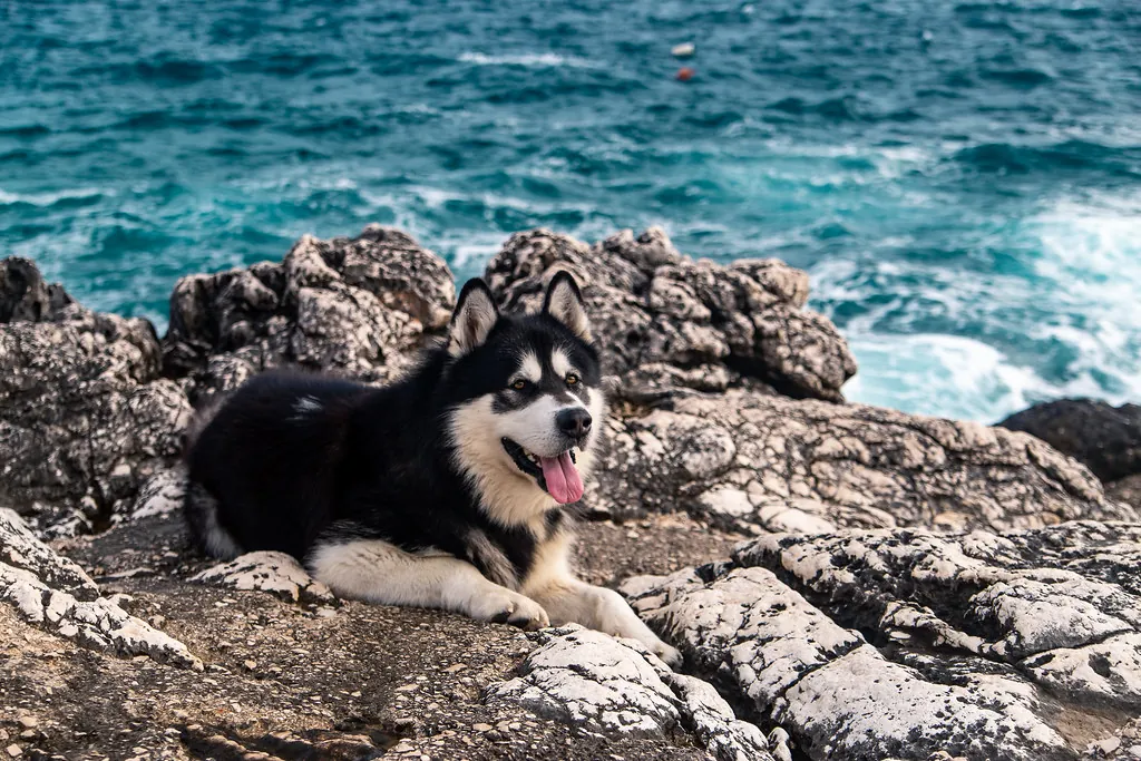 Travelling with pet in Croatia, dog resting on rocky Adriatic coastline