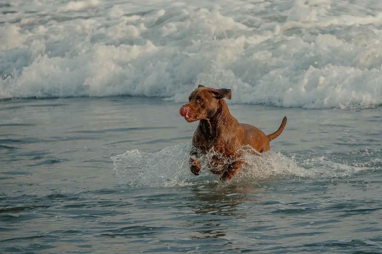 dog-swimming-adriatic-croatia Dog playing in the sea in Croatia after completing pet travel requirements