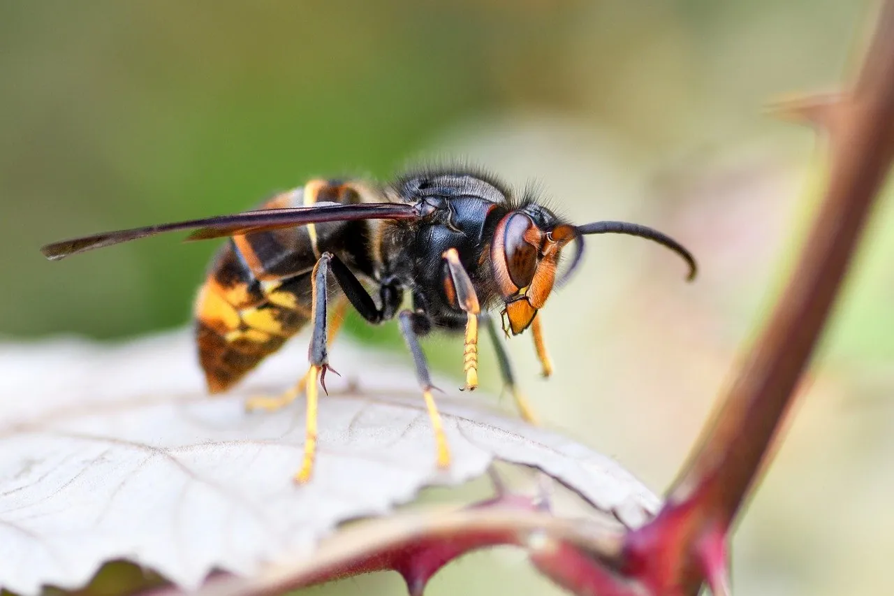 asian-yellow-legged-hornet-close-up Close-up of an Asian yellow-legged hornet flying near a leaf