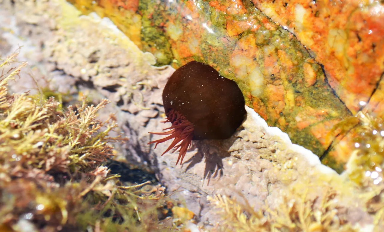 beadlet-anemone-adriatic-sea-croatia Red beadlet anemone attached to rocks in shallow Croatian Adriatic water