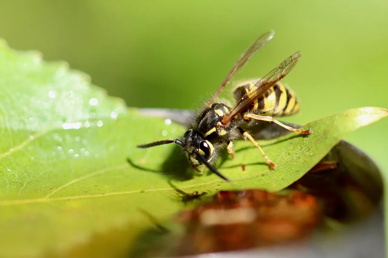common-wasp-croatia Common wasp close-up outdoors in Croatia