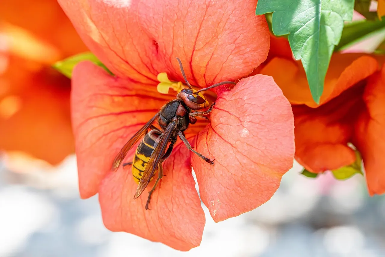 european-hornet-flower-croatia-close-up Close-up of a European hornet in Croatia resting on a dark surface outdoors