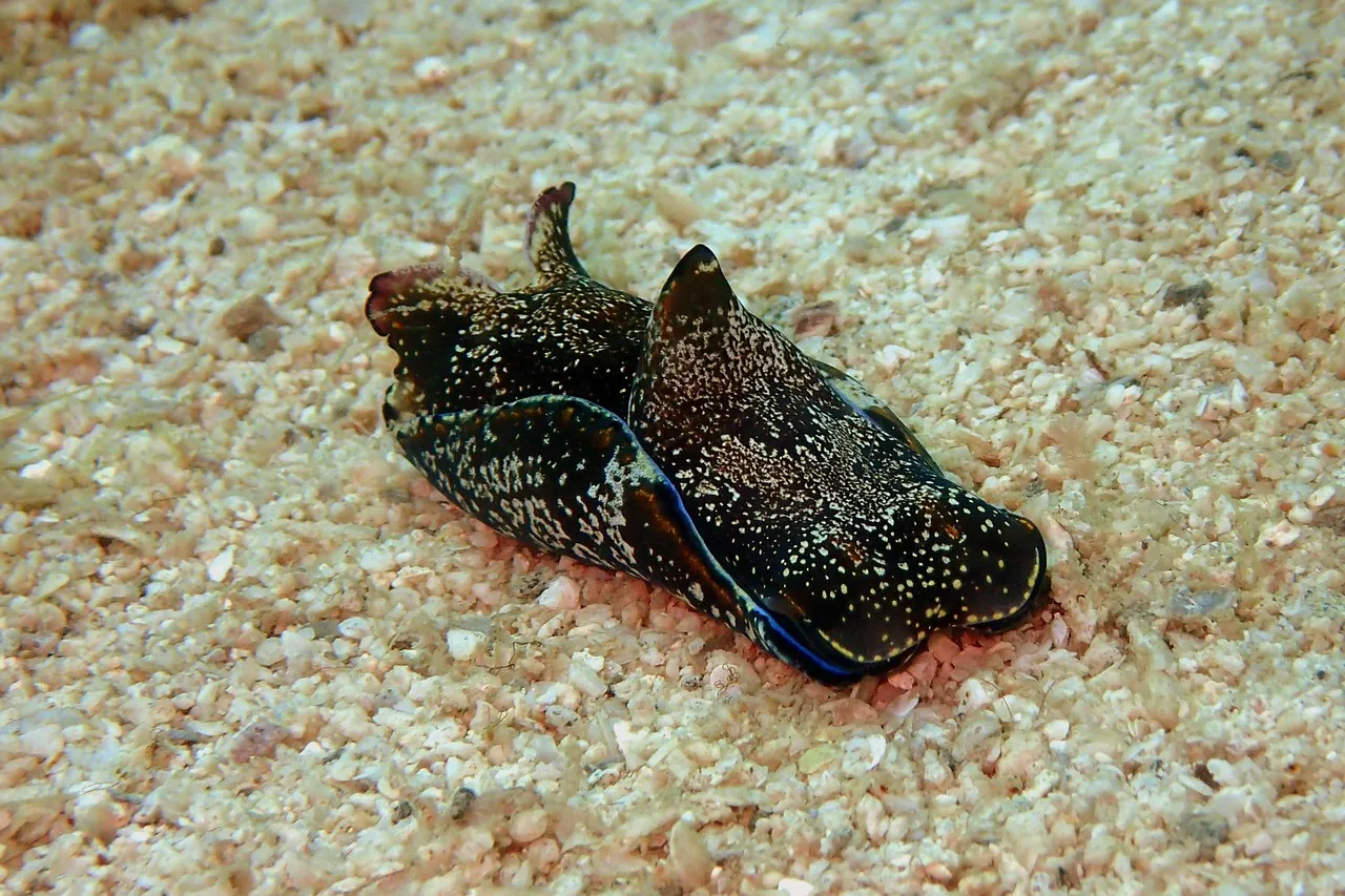 hare-slug-adriatic-sea-croatia Sea hare crawling across the sandy seabed in the Adriatic Sea