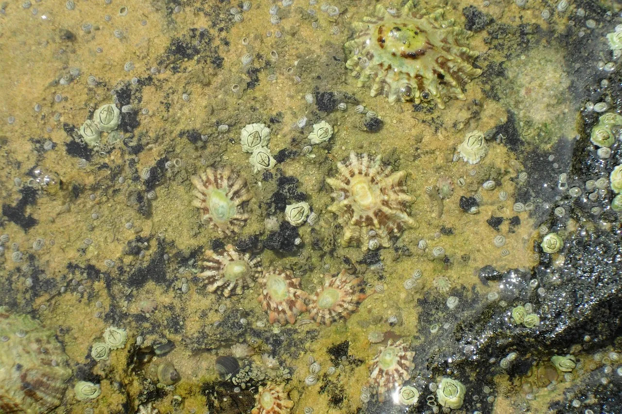 limpets-adriatic-sea-croatia Limpets attached to coastal rocks along the Croatian Adriatic