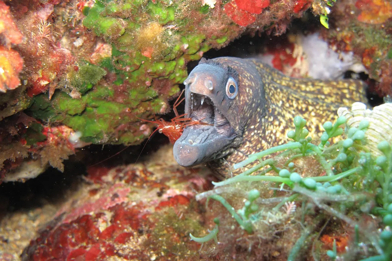 moray-eel-adriatic-sea-croatia Moray eel hiding among rocks in the Croatian Adriatic Sea