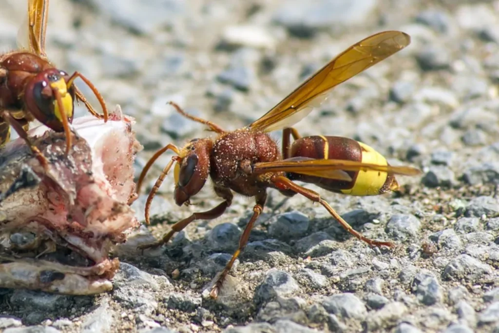 Two Oriental hornets in Croatia feeding on the ground outdoors close-up
