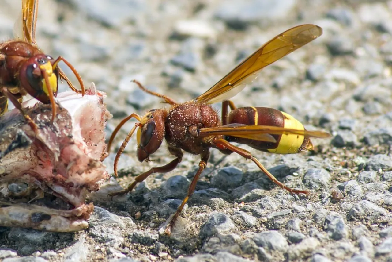 oriental-hornets-croatia-feeding-close-up Two Oriental hornets in Croatia feeding on the ground outdoors close-up