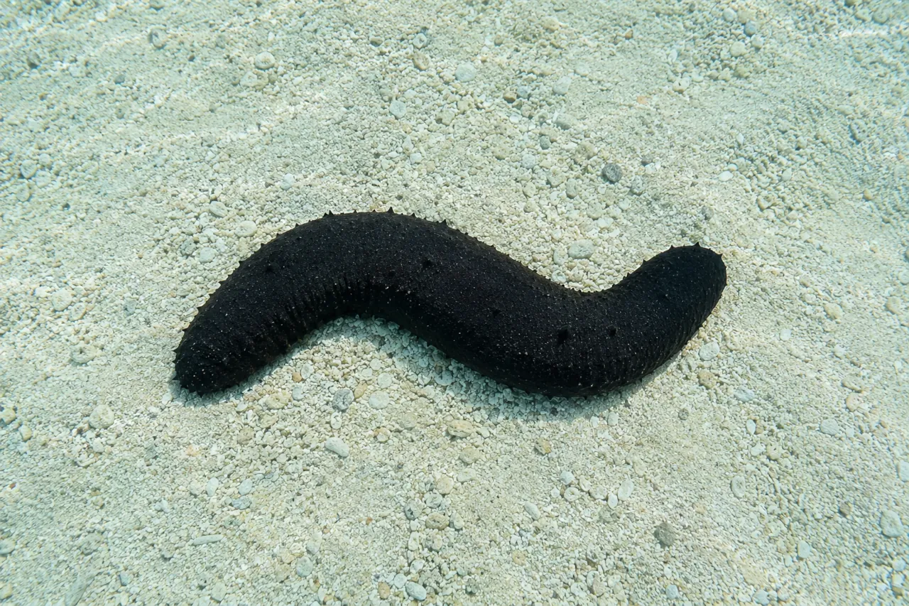 sea-cucumber-croatian-adriatic