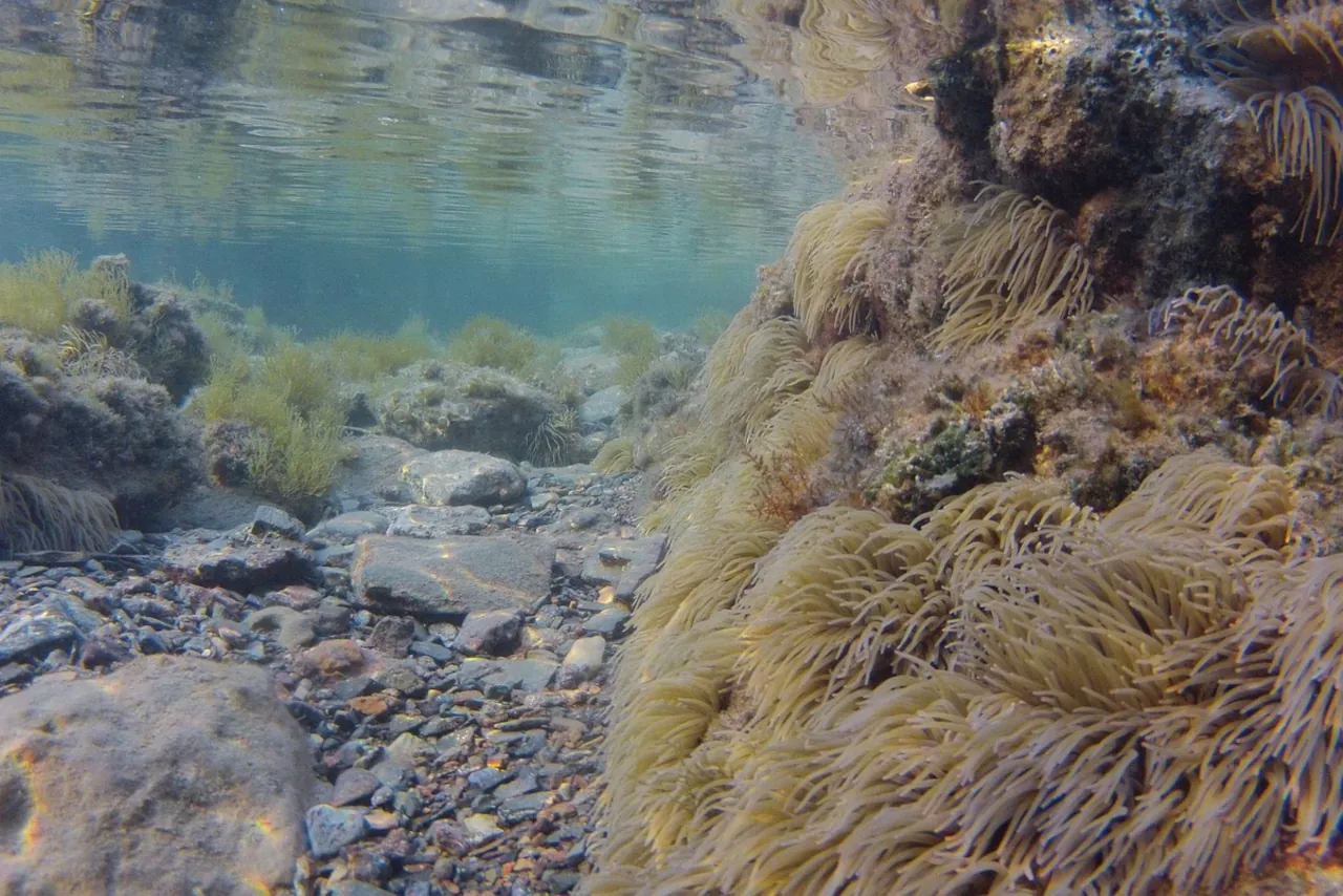 snakelocks-anemone.adriatic-sea-croatia Snakelocks sea anemones attached to rocks in shallow Adriatic water