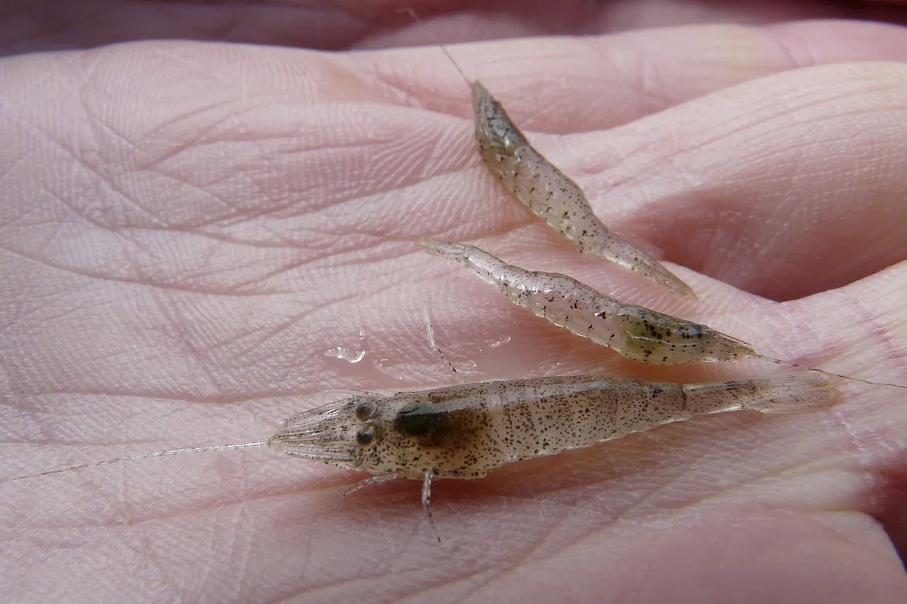 stone-shrimp-adriatic-sea-croatia Small stone shrimp in a human hand near the Adriatic coast