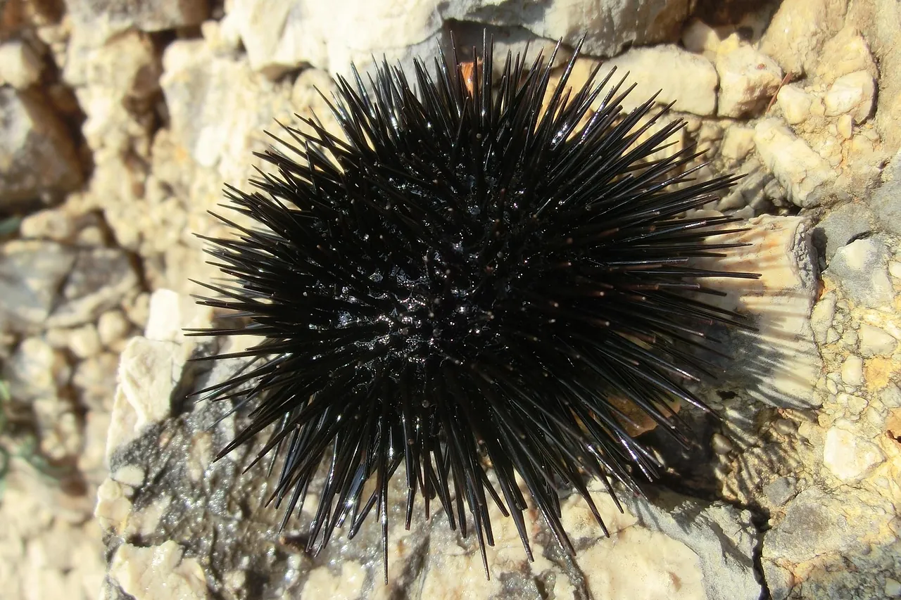 Black sea urchin attached to rocks in shallow Adriatic water