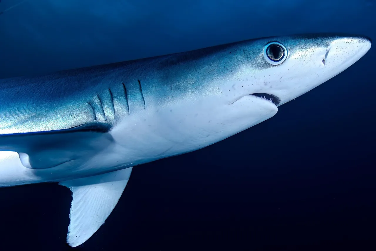 Blue shark (Prionace glauca) in open water, one of the best-known sharks in Croatia