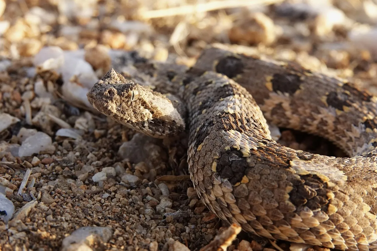 Nose-horned viper, the most venomous snake in Croatia