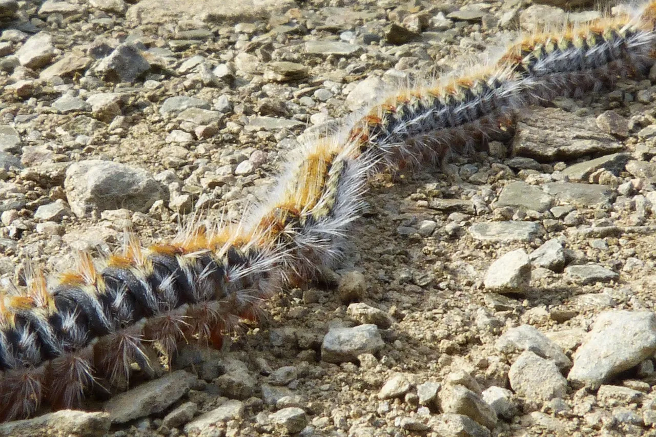 Pine processionary caterpillar, one of the dangers for dogs in Croatia