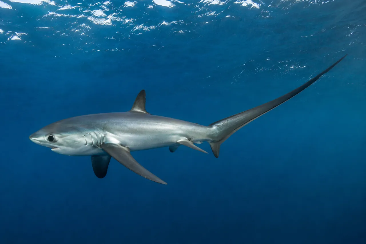 Thresher shark (Alopias vulpinus), one of the shark species recorded among sharks in Croatia, swimming in open blue water