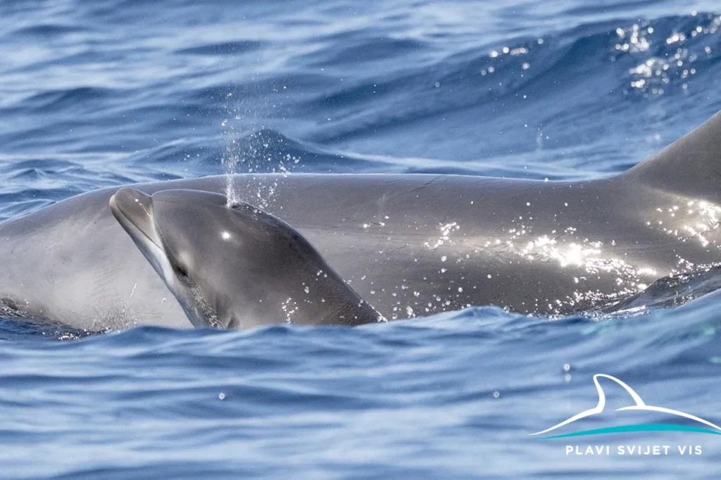 Newborn dolphins in Croatia swimming beside their mother near Vis