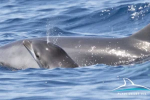 Newborn dolphins in Croatia swimming beside their mother near Vis