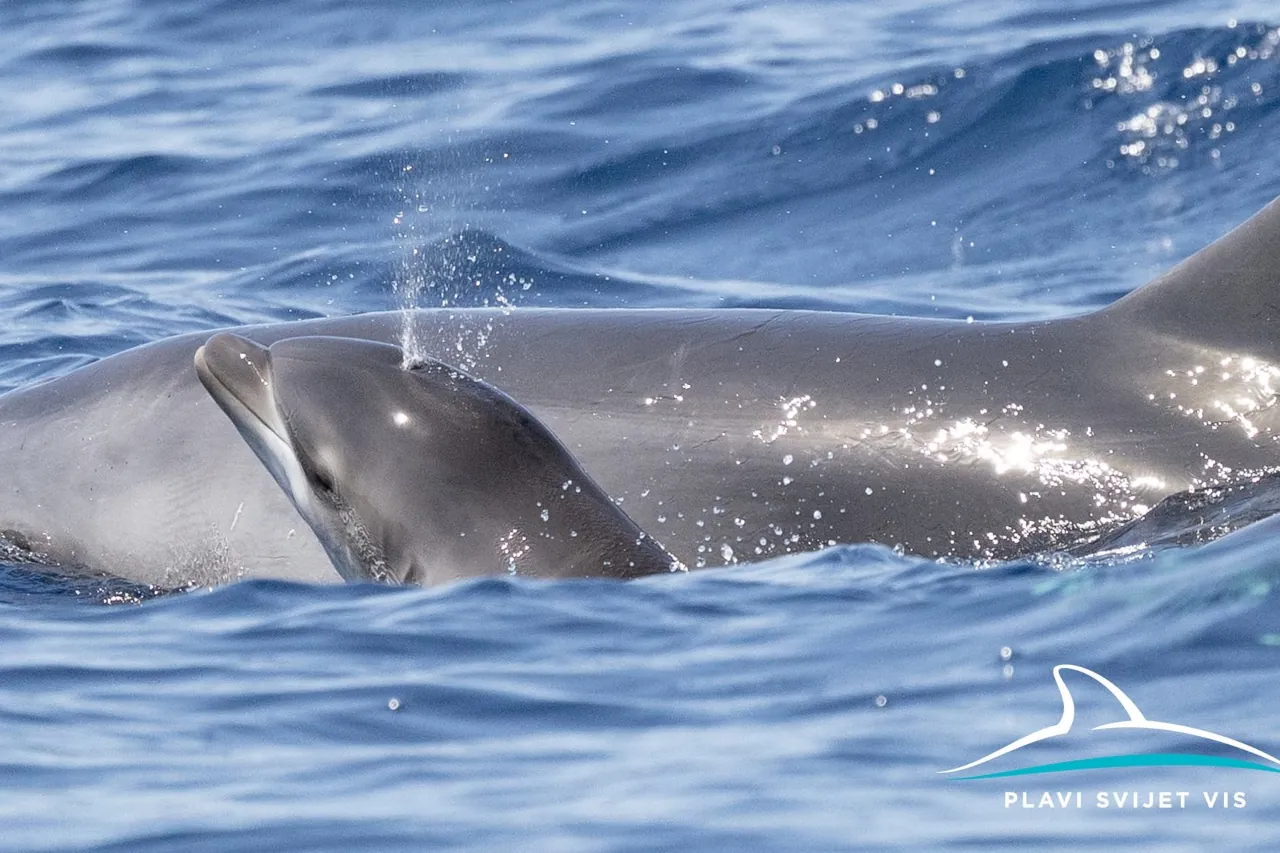 Newborn dolphins in Croatia swimming beside their mother near Vis