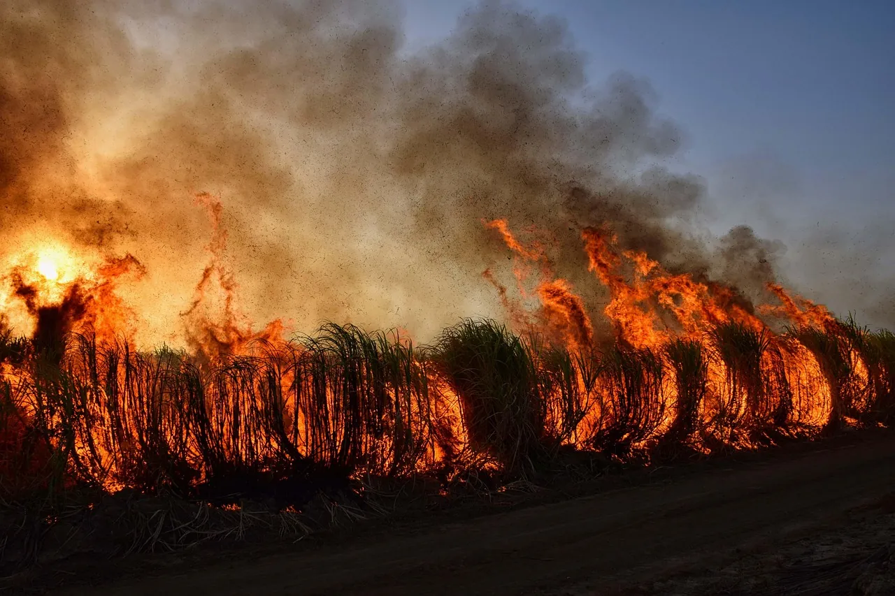 Firefighters battling a vegetation fire amid smoke and flames, illustrating the Korčula wildfire