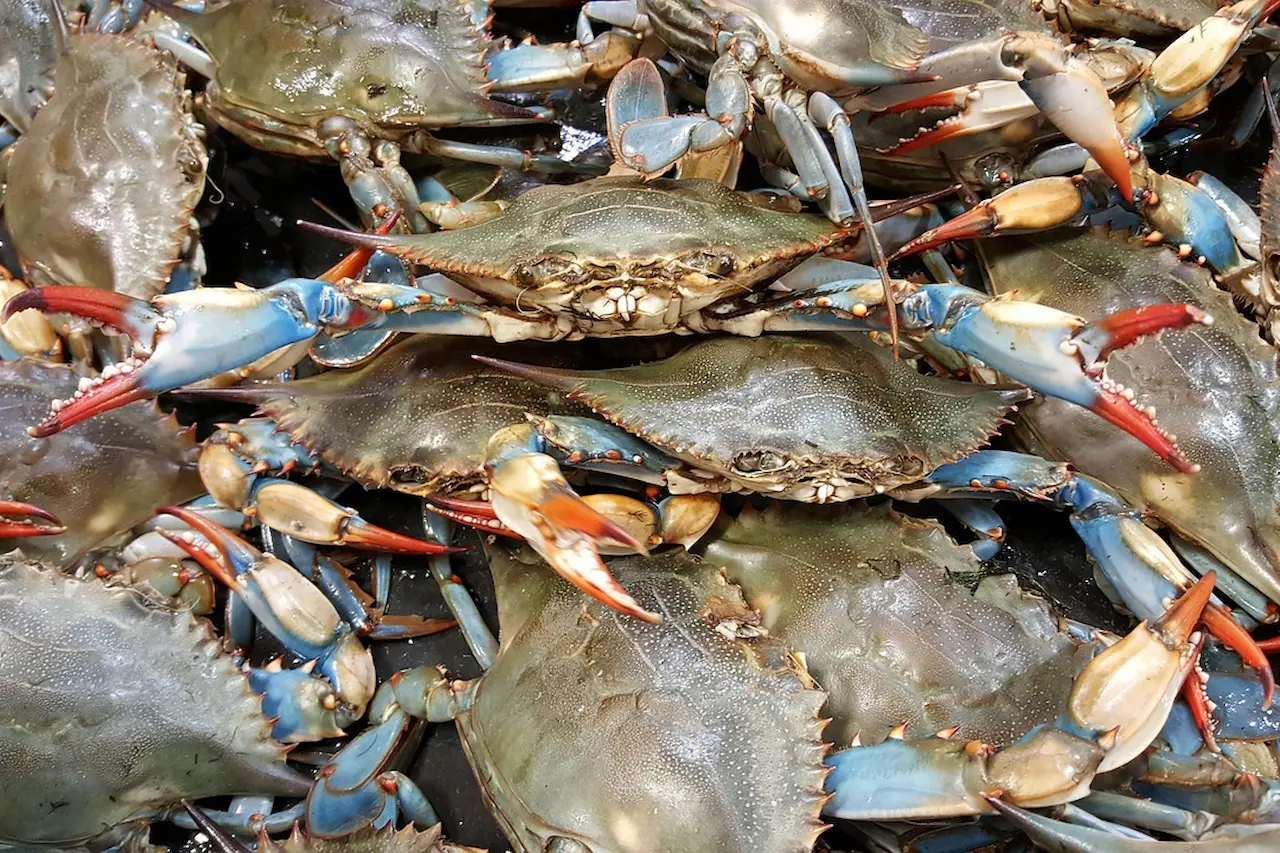 blue-crab-in-adriatic-sea Blue crab targeted by project releasing octopuses in the Adriatic Sea