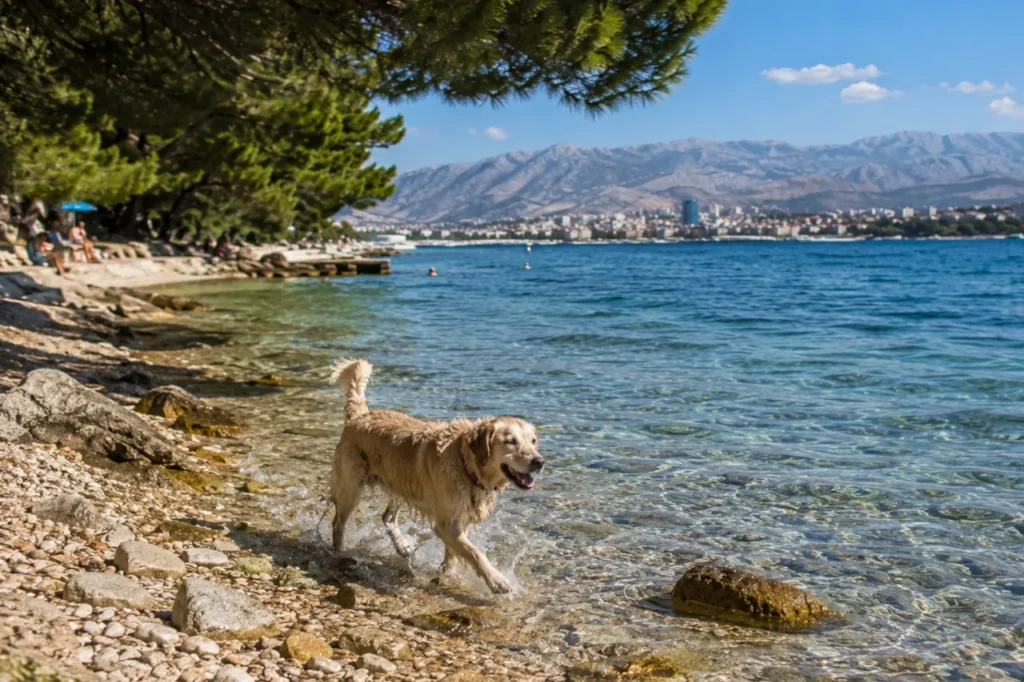 Dog on one of the dog beaches in Split with clear Adriatic Sea and a pebble beach