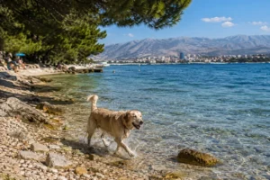 Dog on one of the dog beaches in Split with clear Adriatic Sea and a pebble beach