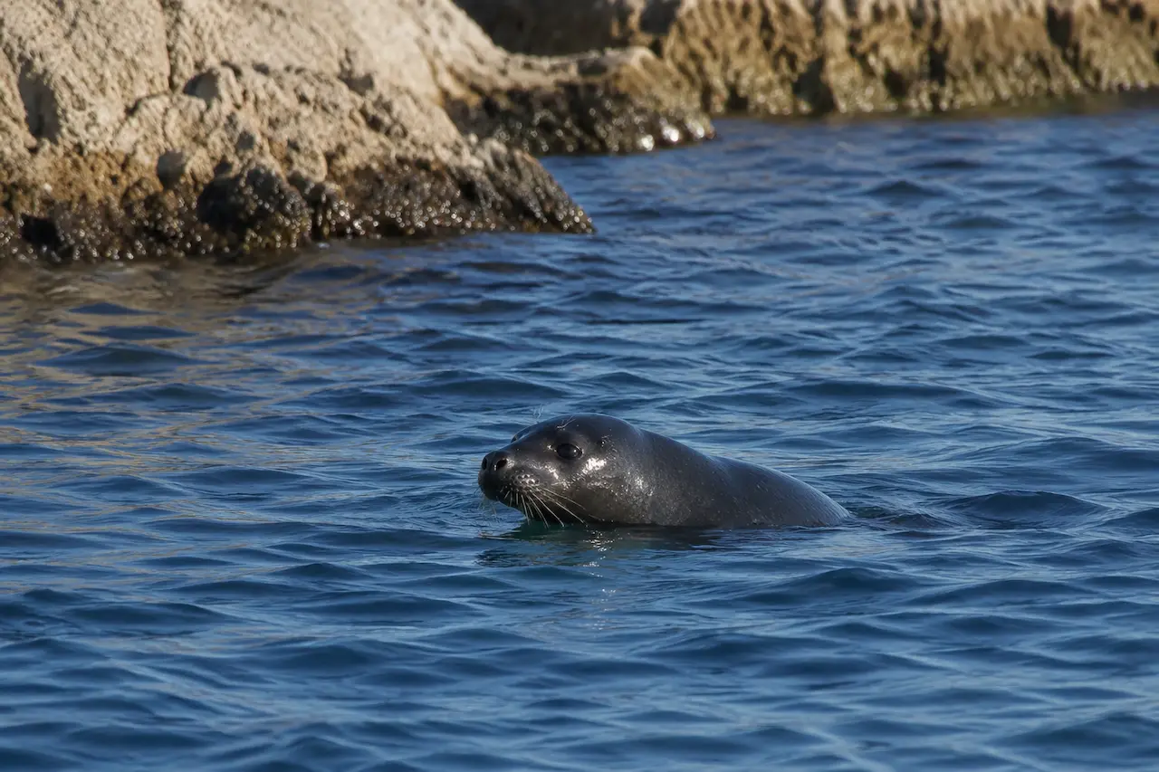 Mediterranean monk seal swimming near the rocky Croatian coast