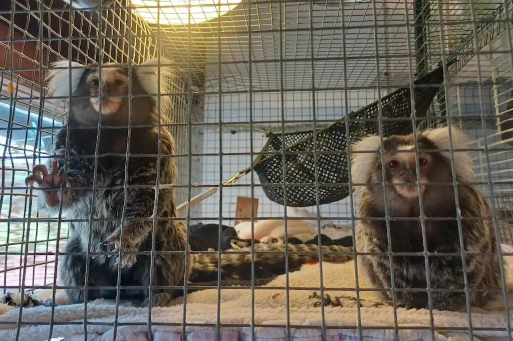 Monkeys from Croatia Mini and Rio before their transfer to a sanctuary in Spain