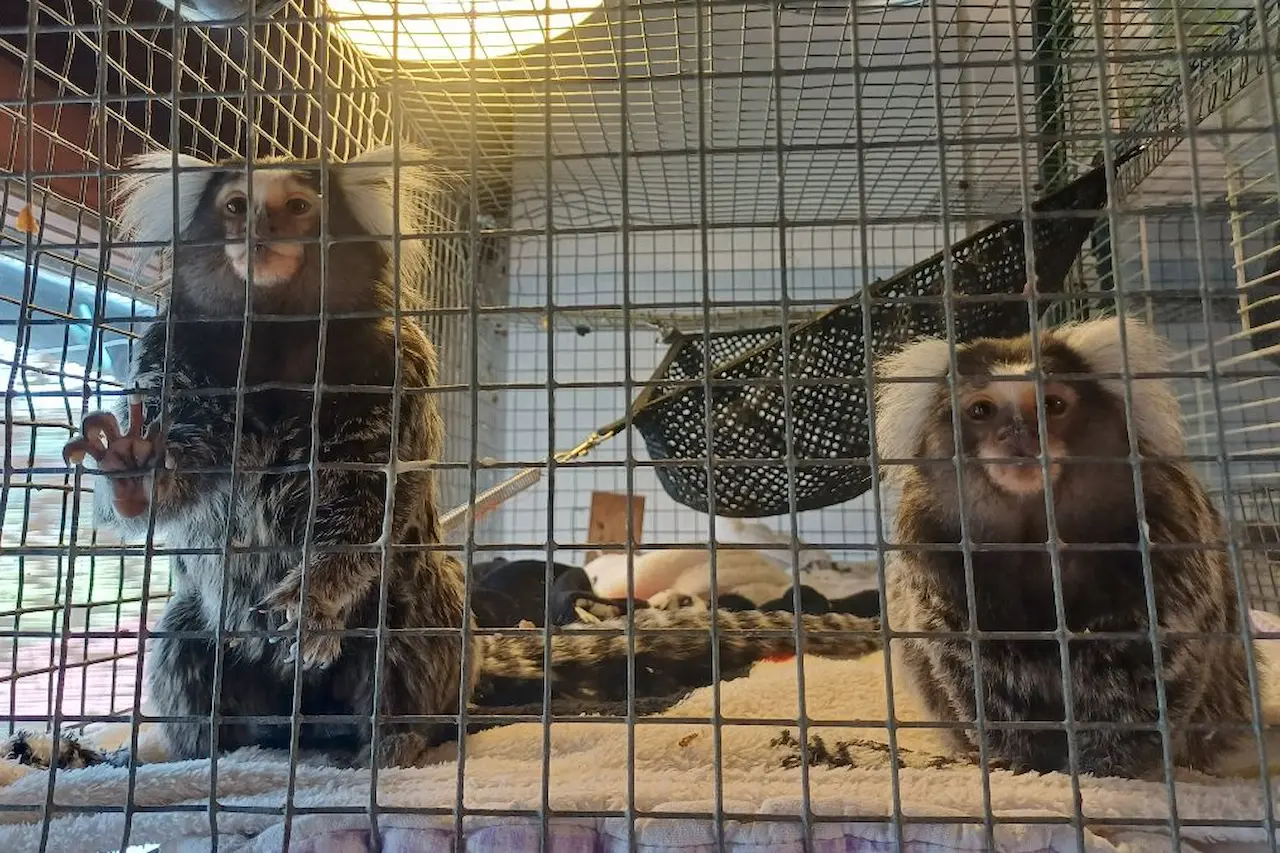 Monkeys from Croatia Mini and Rio before their transfer to a sanctuary in Spain