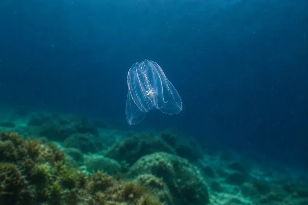 Sea walnut, one of the species in the Adriatic Sea monitored by scientists