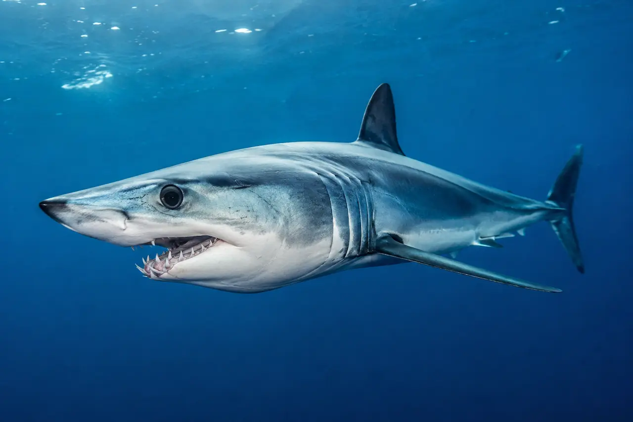 Mako shark seen in the Adriatic Sea Croatia