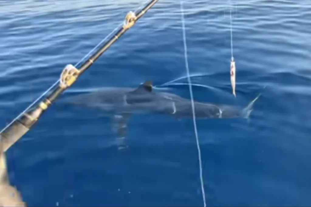 Shark seen in the Adriatic Sea near Žirje beside a fishing boat
