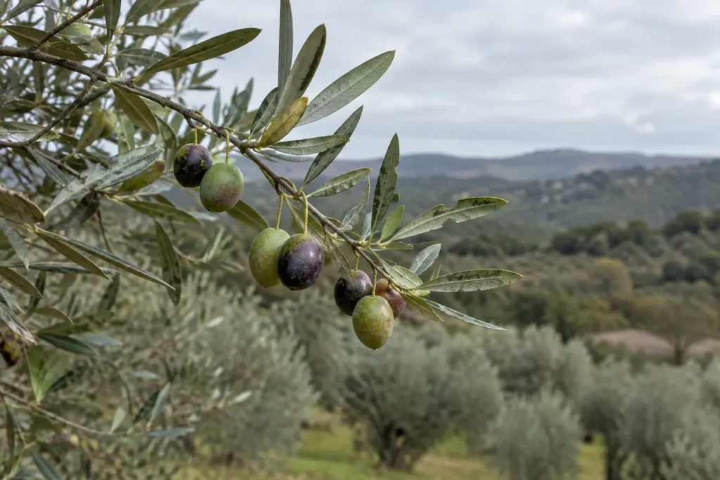 Olive branch with green and dark olives in an Istrian grove, where Istrian olive oil is produced