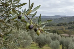 Olive branch with green and dark olives in an Istrian grove, where Istrian olive oil is produced