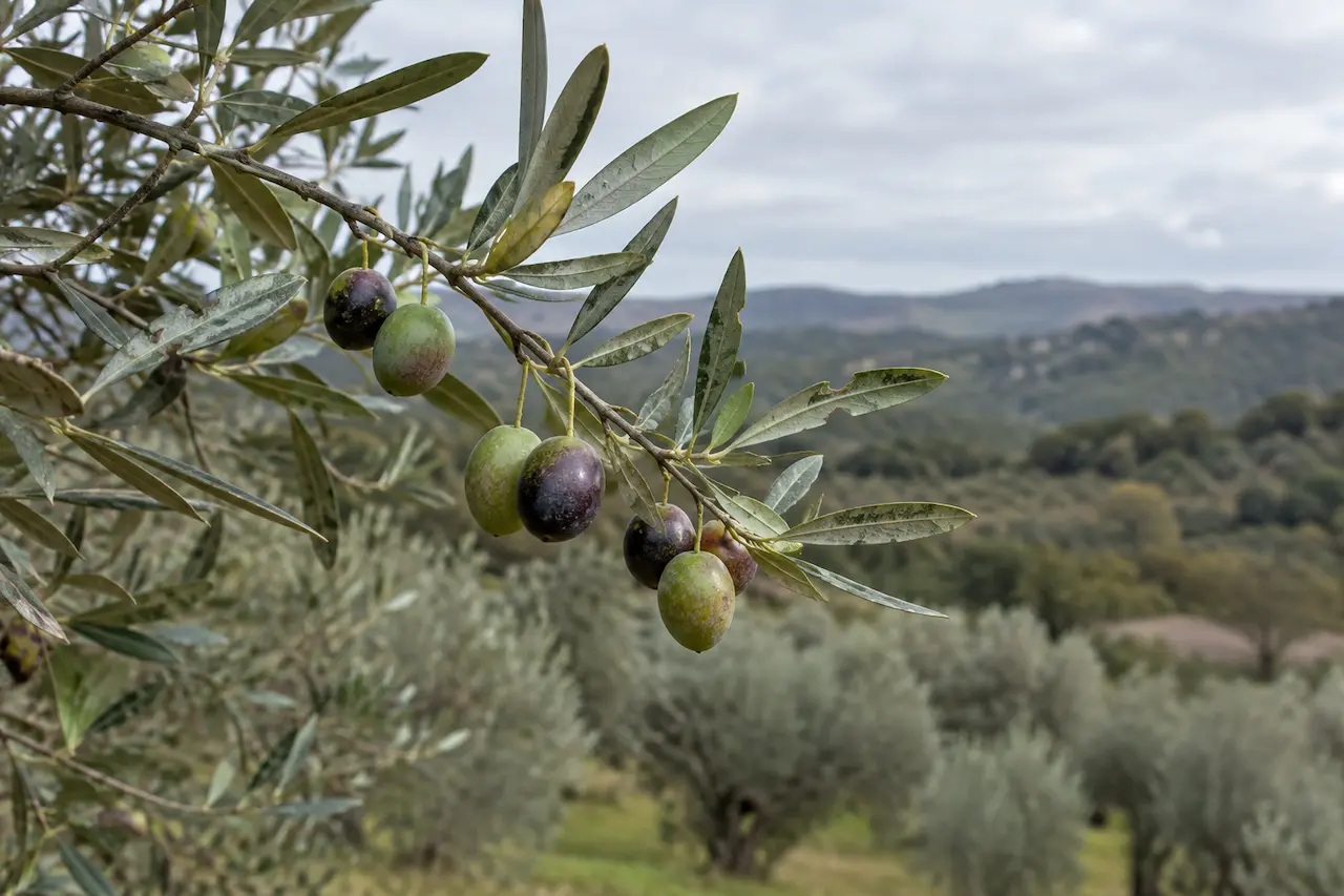 Olive branch with green and dark olives in an Istrian grove, where Istrian olive oil is produced